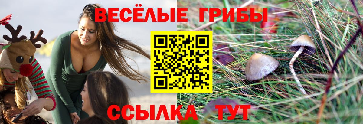 Галлюциногенные грибы GOLDEN TEACHER  Галлюциногенные грибы прущие грибы  Тельмана  Вход с VPN 
